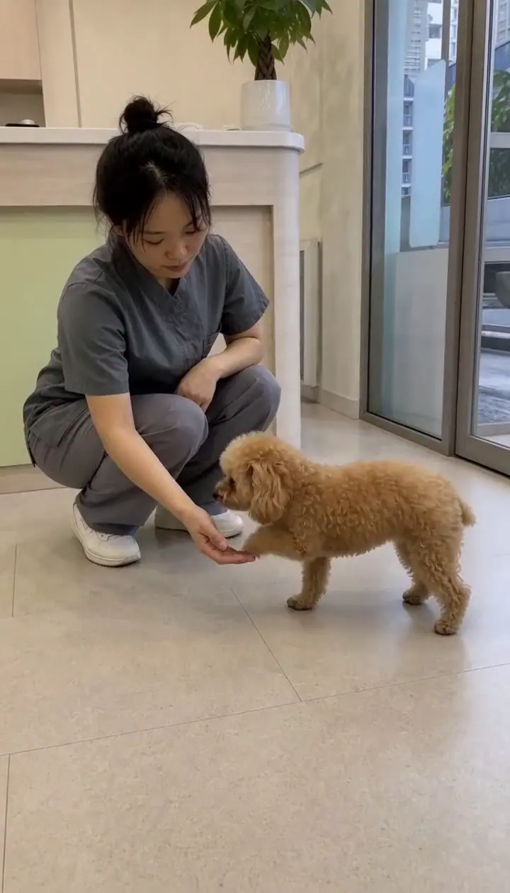 宠物店日常故事成片画面